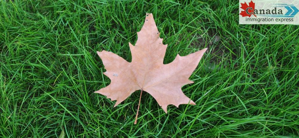 Canada Immigration Expressl leaf